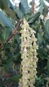 نحوه آبیاری گارریا